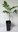 Pekannuss Carya illinoinensis Pflanze 25-30cm Hickory Pecannussbaum Rarität