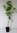 Asiatischer Blüten-Hartriegel Cornus kousa Pflanze 15-20cm Blumen-Hartriegel