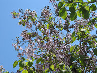 Blauglockenbaum