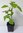 Blauglockenbaum Paulownia tomentosa Pflanze 5-10cm Kaiserbaum Kaiser-Paulownie