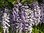 Chinesischer Blauregen Wisteria sinensis Pflanze 35-40cm Glyzine Glyzinie
