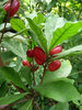 Wunderbeere Synsepalum dulcificum Pflanze 5-10cm Mirakelfrucht Miracle-Fruit