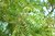 Neembaum Azadirachta indica Pflanze 5-10cm Neem Niembaum Neempflanze Rarität