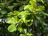 Katappenbaum Terminalia catappa Pflanze 15-20cm Indische Mandel Seemandelbaum