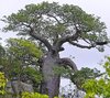 Afrikanischer Affenbrotbaum Adansonia digitata Pflanze 15-20cm Baobab Rarität