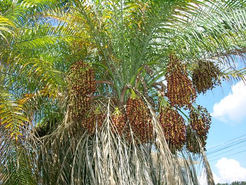 Zwergdattelpalme Phoenix roebelenii Pflanze 5-10cm Zwerg-Dattelpalme Palme