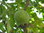 Weiße Sapote Casimiroa edulis Pflanze 15-20cm Sapote Blanco Eiscreme-Frucht