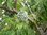 Zimtapfel Annona squamosa Pflanze 15-20cm Rahmapfel Süßsack Rarität