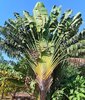 Baum der Reisenden Ravenala madagascariensis Pflanze 15-20cm Traveller's Tree