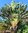 Baum der Reisenden Ravenala madagascariensis Pflanze 15-20cm Traveller's Tree