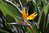Paradiesvogelblume Strelitzia reginae Pflanze 15-20cm Papageienblume Strelitzie