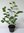 Schwarze Apfelbeere Aronia melanocarpa Pflanze 25-30cm Kahle Apfelbeere Rarität