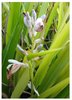 Thai-Ingwer Alpinia galanga Pflanze 5-10cm großer Galgant Ingwer Galangawurzel