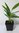 Thai-Ingwer Alpinia galanga Pflanze 5-10cm großer Galgant Ingwer Galangawurzel