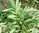 Grüner Kardamom Elettaria cardamomum Pflanze 15-20cm Malabar-Kardamom Zimt-Aroma