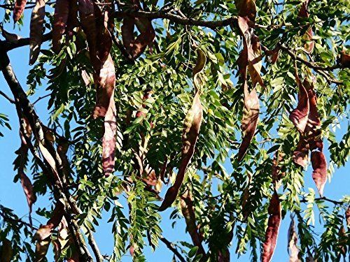 Lederhülsenbaum Gleditsia triacanthos Pflanze 35-40cm Gleditschie Honigdorn