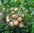 Longan Dimocarpus longan Pflanze 15-20cm Longanbaum Euphoria longana Rarität