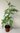 Küstenmammutbaum Sequoia sempervirens Pflanze 15-20cm Küsten-Sequoie Mammutbaum