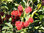 Rambutan Nephelium lappaceum Pflanze 15-20cm Rambutanbaum Thai-Litschi Rarität