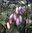 Safu Dacryodes edulis Pflanze 25-30cm Afrikanische Pflaume Safou Canarium sapho
