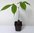 Safu Dacryodes edulis Pflanze 25-30cm Afrikanische Pflaume Safou Canarium sapho