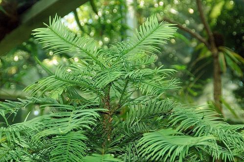 Wollemie Wollemia nobilis Pflanze 5-10cm Wollemie Pine Wollemi Pine Rarität