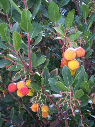 Westlicher Erdbeerbaum Arbutus unedo Pflanze 15-20cm Meerkirsche Hagapfel