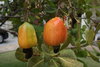 Cashew Anacardium occidentale Pflanze 5-10cm Cashewbaum Kaschubaum Acajoubaum