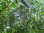 Rote Mangrove Rhizophora mangle Pflanze 25-30cm Mangrovenbaum Rarität