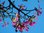 Kapokbaum Ceiba pentandra Pflanze 5-10cm Wollbaum Silk Cotton Tree Rarität