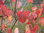 Kuchenbaum Cercidiphyllum japonicum Pflanze 35-40cm Lebkuchenbaum Katsurabaum