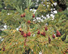 Küstenmammutbaum Sequoia sempervirens Pflanze 5-10cm Küsten-Sequoie Mammutbaum