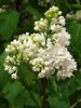 Weißer Flieder Syringa vulgaris alba Pflanze 15-20cm Fliederstrauch Rarität