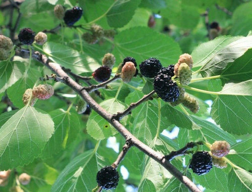 Schwarze Maulbeere Morus nigra Pflanze 25-30cm Maulbeerbaum Obstbaum Obstpflanze