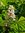 Rosskastanie Aesculus hippocastanum Pflanze 25-30cm Weiße Rosskastanie Kastanie