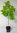 Gemeine Pimpernuss Staphylea pinnata Pflanze 35-40cm Klappernuss Nussbaum