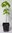 Zucker-Ahorn Acer saccharum Pflanze 25-30cm Ahorn Honigahorn Zuckerahorn Rarität