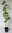 Amerikanischer Amberbaum Liquidambar styraciflua Pflanze 55-60cm Seesternbaum