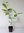 Echter Gewürzstrauch Calycanthus floridus Pflanze 25-30cm Nelkenpfeffer Rarität