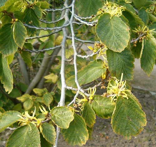 Virginische Zaubernuss Hamamelis virginiana Pflanze 5-10cm Zauberstrauch