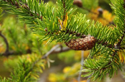 Banks-Kiefer Pinus banksiana Pflanze 15-20cm Jack Pine Hudson Bay Pine Kiefer