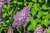 Gemeiner Flieder Syringa vulgaris Pflanze 15-20cm gewöhnlicher lila Flieder