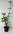 Ungarischer Flieder Syringa josikaea Pflanze 25-30cm Fliederstrauch Rarität