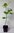 Echte Felsenbirne Amelanchier rotundifolia Pflanze 25-30cm Felsenmispel Rarität
