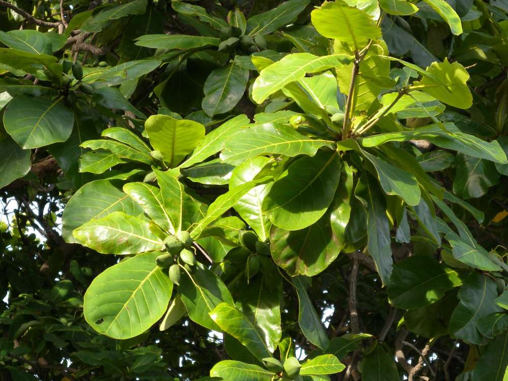Katappenbaum Terminalia catappa Indische Mandel Pflanze 10cm Seemandelbaum Badam