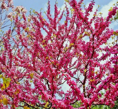 Gewöhnlicher Judasbaum Cercis siliquastrum Pflanze 25-30cm gemeiner Judasbaum