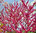 Gewöhnlicher Judasbaum Cercis siliquastrum Pflanze 25-30cm gemeiner Judasbaum