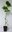 Gemeine Hasel Corylus avellana Pflanze 25-30cm Haselnuss Haselnussstrauch