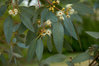 Mostgummi-Eukalyptus Eucalyptus gunnii Pflanze 5-10cm Eukalyptus Cider Gum