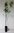 Quitte Cydonia oblonga Pflanze 55-60cm Quittenbaum echte Quitte Obstbaum Rarität